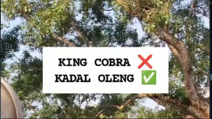 pertunjukan king kobra