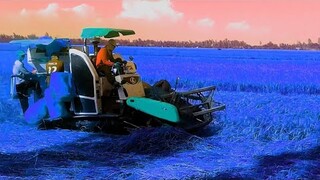 Máy Cắt Lúa KUBOTA l Máy Gặt Đập Liên Hợp