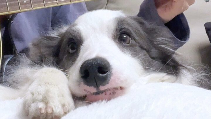 Saat si Anak Anjing Mendengar Lagu yang Isinya Hanya Namanya Saja