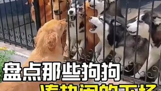 Dog repair made my day happy