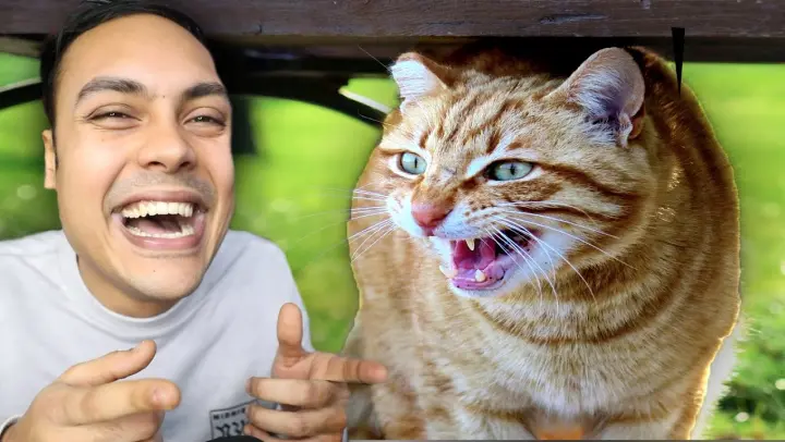 REACTING TO CATS ATTACKING PEOPLE