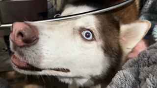 Husky: Si imutmu tiba-tiba muncul!