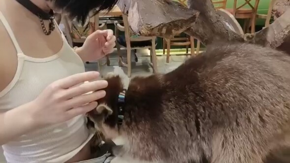 不愧是你小浣熊 还得是你呀