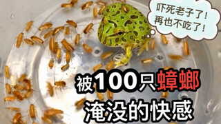 100 ekor kecoak, semuanya dituangkan ke katak hijau kecil! Katak: Aku tidak ingin hidup lagi!