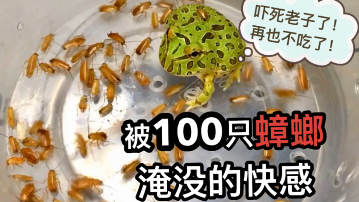 100只蟑螂，全部倒给小绿蛙！蛙：我不想活了！