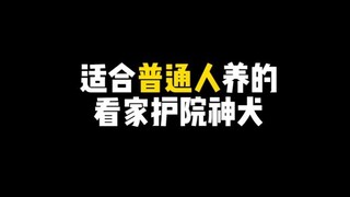 Pet trivia: If ordinary people need a sense of security, check out these dog breeds!