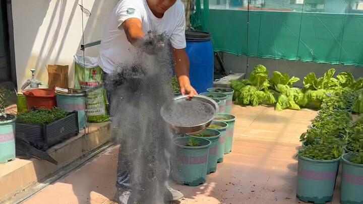 ขี้เถ้าจากพืชผักเป็นของล้ำค่าสำหรับปลูกผักและเลี้ยงดอกไม้