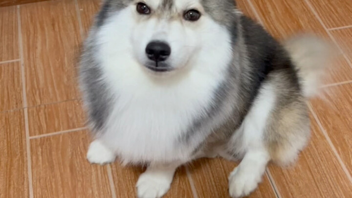 Tôi là chó Trung Hoa