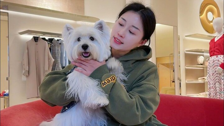 Hari ini mengajak “selebriti” anjing jalan-jalan, mari lihat apa yang membuatnya berbeda