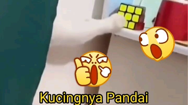 Kucingnya Pandai atau Orang yg Merekam Beruntung