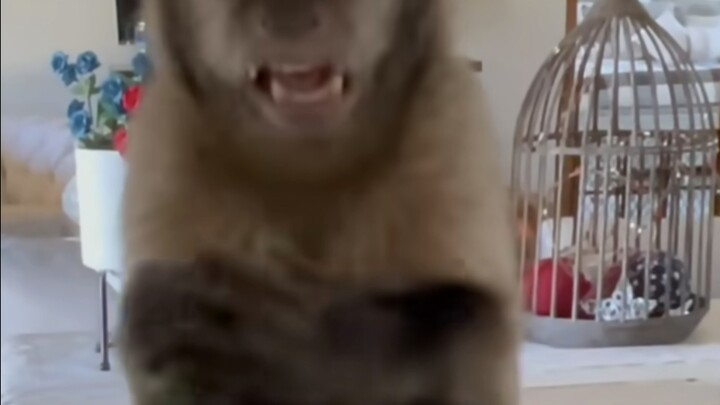 Jadwal kehidupan sehari-hari monyet yang meledak popularitasnya di luar negeri: sejak mata terbuka p