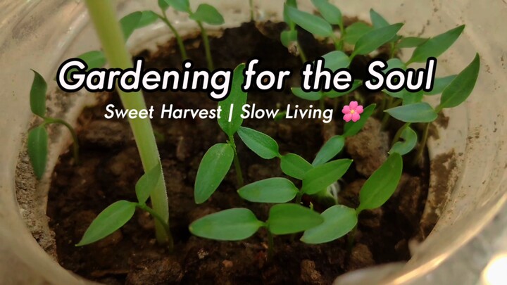 Gardening for the soul peace || Harvesting, cooking video