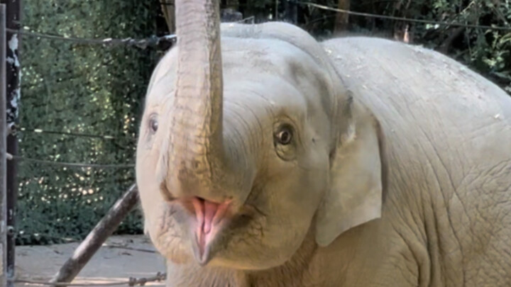 Tourist: She's so cute!