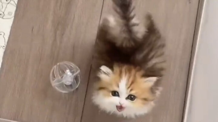 Saat kucing sadar tuannya ada di rumah, suaranya langsung berubah jadi imut banget!