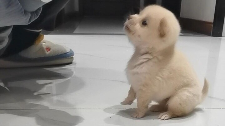ลูกสุนัขวัยสองเดือนฉลาดจริงๆ! เมื่อไม่กี่วันก่อนตอนกินอาหารดูเหมือนจะคลุ้มคลั่งไปหมด แต่หลังจากฝึกฝน