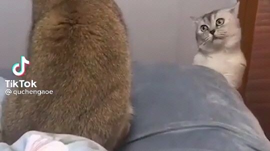 (funny cats )when it gets mad