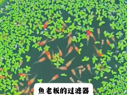 Fish’s Luxury Mansion