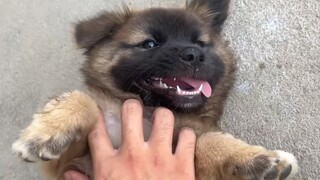 Chú chó Thần Ngưu này muốn giúp chủ trông nhà, dù có dụ dỗ bằng đồ ăn cũng không chịu rời đi. Thật l
