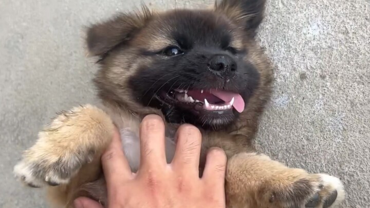 The Sheniu puppy wants to help its owner guard the house and won’t leave even if you tempt it with f