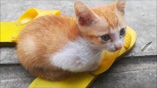 พักผ่อนตามอัศยาศัย เก็บแรงไว้ซนต่อ  เหมียววววว...วว