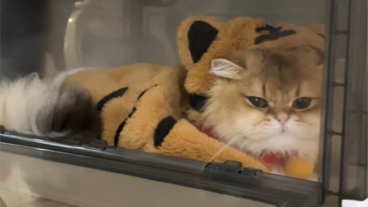 Cute Little Tiger, Cultivating Immortality Online