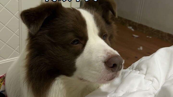 I can’t figure out what the puppy is thinking.