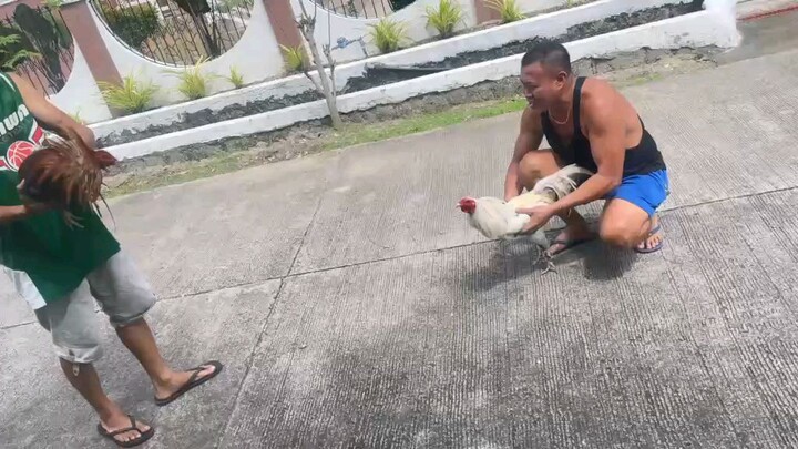 Broadcock