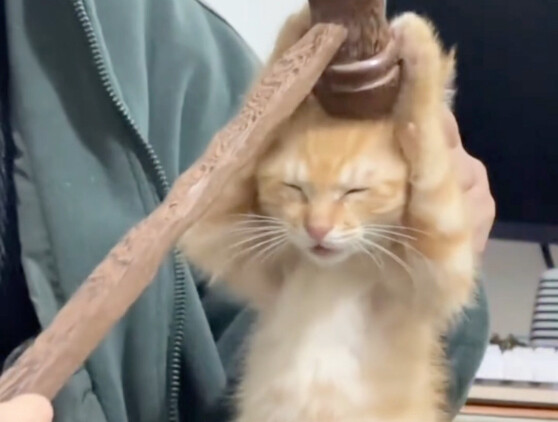 The cat is at a loss for words.