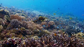 [Tập 3 - Thuyết Minh] Đại dương sâu thẳm 2 - Blue Planet 2 E03