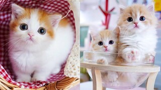 Baby Cats - Cute and Funny Cat Videos Compilation #39 | Aww Animals