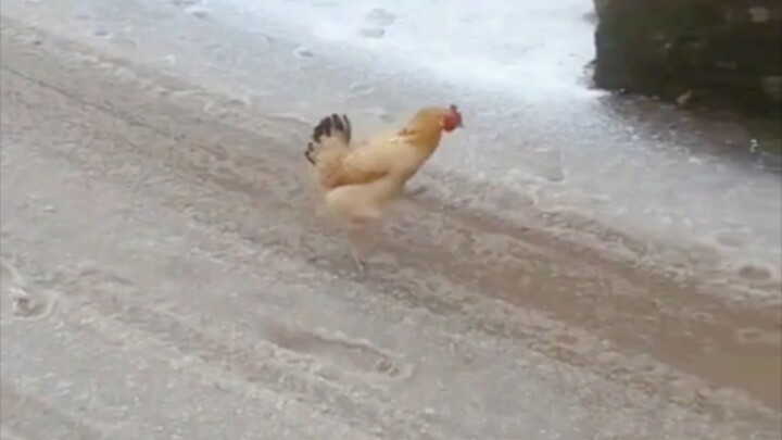 Tôi là một người băng, tôi đã sinh ra băng.