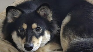 当我去上了几个月大学回来我家狗还认识我不?