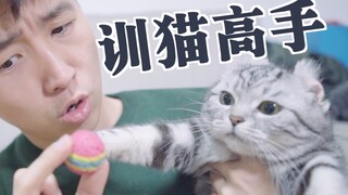 علّمتُ القطَّةَ جمعَ الكراتِ في 6 ساعات! من الآن فصاعدًا، يُرجى منادتي بخبير تدريب القطط؛ فقطَّتي في