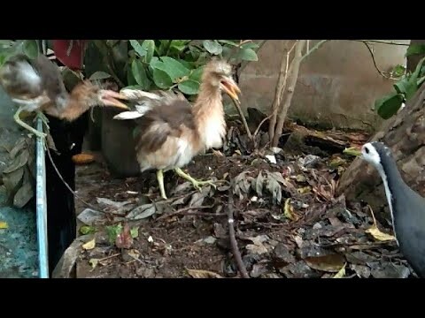 Burung Ruak Ruak, baburak dan burung belekok jinak jinak tapi suka berantem