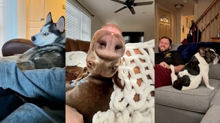 Dogs: I hate people who touch the dog half the most.