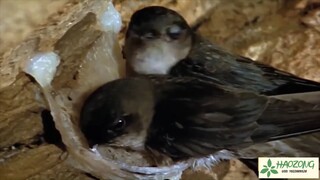 XEM CÁCH CHIM YẾN LÀM TỔ bằng nước bọt của mình #doisong