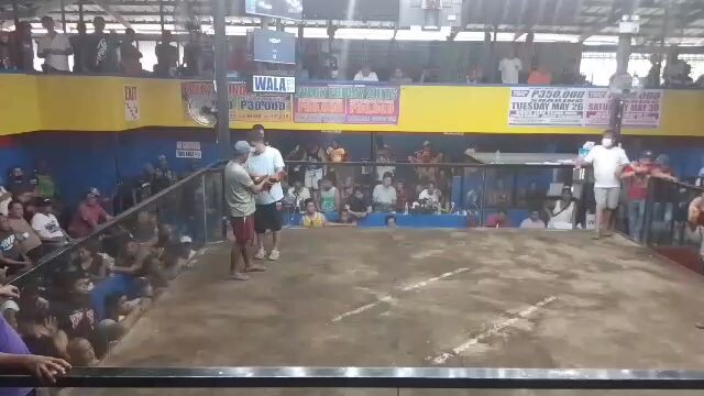 Hemy's Golden boy win @ SCA