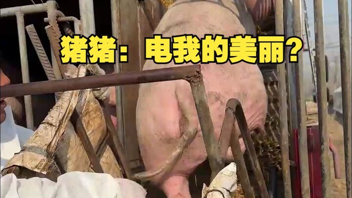 Chú heo: Điện cho vẻ đẹp của tôi ư?