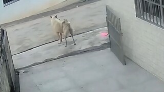 #หญ้ากวาดบนเนินดิน "เจ้าเหลือง: กล้าขโมยของฉัน เธอช่างไม่มีใครเทียบได้จริงๆ!" #สุนัขคือสัตว์เลี้ยงแล