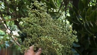 Hạt MẮC KHÉN - Tinh hoa ẩm thực Tây Bắc