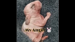 I lost my baby Caby 🐰
