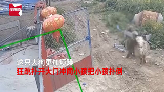 小男孩用石头持续挑衅大狗 随后恐怖一幕令人后背发凉