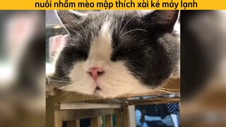 nuôi nhầm mèo mập thích xài ké máy lạnh