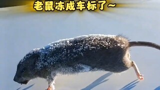 北方到底有多冷？