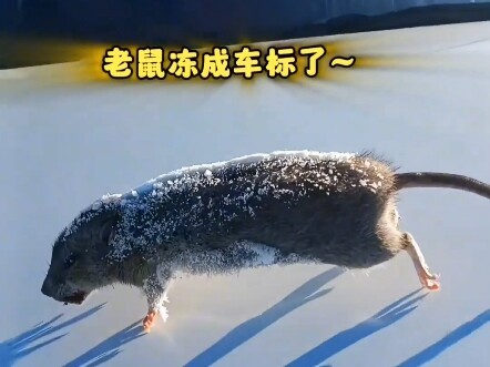 北方到底有多冷？