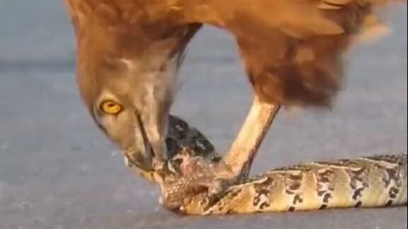 Just the sight of an eagle’s talons clutching a snake sends shivers down my spine…