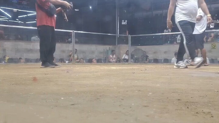 white hckle black vs bulik