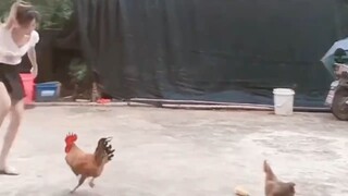 ไก่ไล่ตามสาวสวย