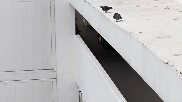 birds