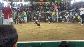 Champion 2Wins
